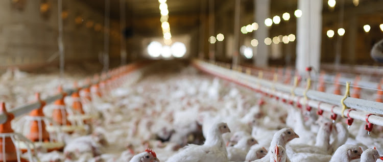 Jobs await if local chicken is prioritised over imports